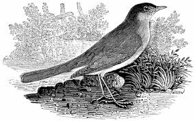The Nightingale Moral Story for Class 5